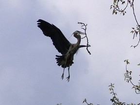 A blue heron flys through the cottonwood trees with some nest building material in its beak at Great Blue Heron Nature Reserve located on former Canadian Forces lands in Chilliwack.