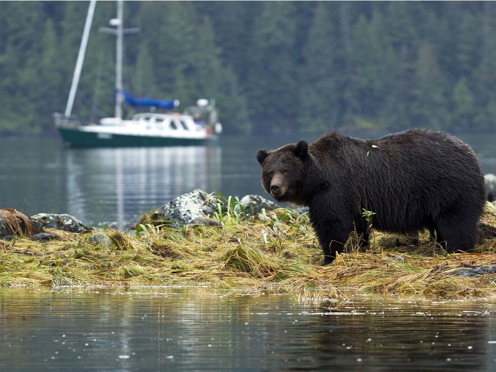 Opinion: Budget shows B.C. lacking commitment to wildlife stewardship