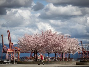 A man walks past cherry blossoms in full bloom on a nearly empty plaza as gantry cranes at the Port of Vancouver are seen in the distance, in downtown Vancouver, on Sunday, March 29, 2020.