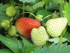 Strawberries in the process of ripening.