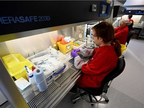 Volunteer scientists process samples taken from people tested for the novel coronavirus, at a laboratory recently dedicated for the processing of COVID-19 samples by Medicines Discovery Catapult, at The Lighthouse Lab at Alderley Park in Cheshire, northern England, on April 22, 2020.