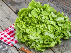 Oakleaf lettuce are very attractive plants, with flavourful leaves.