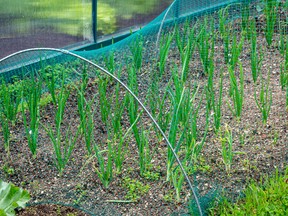 Netting protects spring onion plants from garden pests.