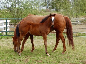 The mare My Special Angel was the first foal sired by Bachelor States winner Counterforce, born on Feb. 10 at Born to Run Thoroughbreds in Aldergrove.