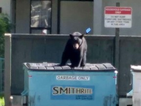 Bear advocates say unprotected bins outside rentals and strata are bear bait.