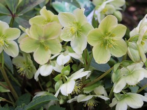 Once well established, transplanted hellebore plants will be moderately drought tolerant, though they will need some water in dry, hot weather.