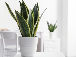 Sansevieria is one of the least demanding and most tolerant of a wide range of conditions — except for wet soil.