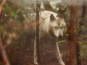 An adult grey wolf in a file photo.