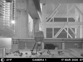 Screen grab of video from one of the feeders at a SkyTrain station. TransLink and the B.C. SPCA are keeping the locations of the eight stations home to the feeders anonymous because of past thefts.