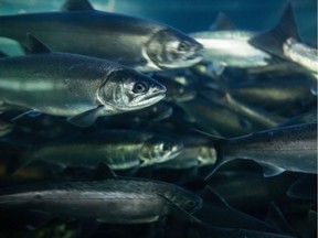 Migrating salmon are vulnerable to sea lice from open-net-pen fish farms, so it's important to continue monitoring sea-lice levels, rather than suspend rules, argues Jay Ritchlin.