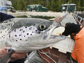 Even before COVID-19, salmon farming had become an economic lifeline for about 7,000 families living in rural coastal communities.