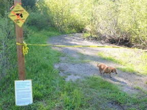 Temporary signage on the Nakusp and Slocan Railway Trail, near Hills, after a jogger was charged by a black bear and forced up a tree. [PNG Merlin Archive]