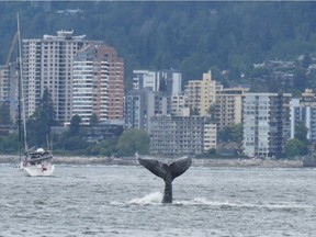 A humpback whale was spotted by the Vancouver harbour patrol crew this week.
