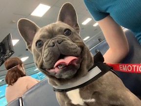 Luna was one of 27 pets aboard the chartered Sunwing flight bringing pets and their owners to Canada.