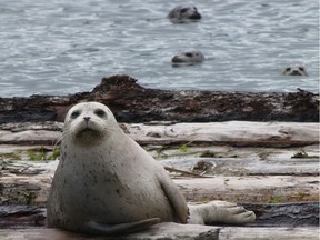 Local harbour seal populations have increased from fewer than 4,000 animals in the early 1970s to about 110,000 today.
