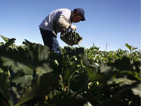 A migrant farm worker from Mexico harvests organic zucchini