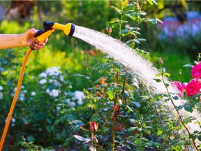 Even with limited or rigorously regulated water for the garden, soil moisture can be kept high enough for good plant growth.