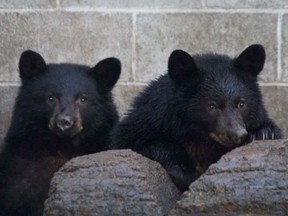Jordan and Athena, rescued bear cubs shown at about five months old in 2015, were successfully released into the wild. Conservation officer Bryce Casavant was ordered to shoot the two eight-week-old cubs on the assumption they were conditioned to human garbage and not candidates for rehabilitation.