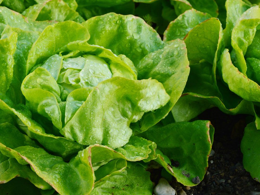 Looking for heat-tolerant lettuces, try new varieties each year | The ...