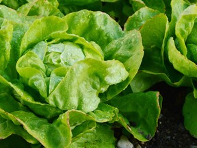 A variety of lettuces can be grown through the summer.