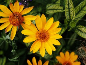 Heliopsis, in general, is rated as having one of the longest periods of bloom among the taller daisy-flowered perennials.