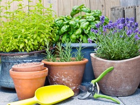 Some herb plants slowly become less attractive over the years.