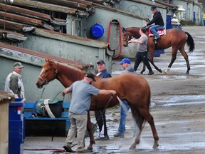 Horses and trainers at Hastings Racecourse back in early May, shortly after they returned to the barns. An abbreviated racing season — closed to the public but accessible online — will start on July 6.