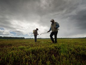 Migrant workers on a Barnston Island farm in Surrey on May 31, 2020. Advocates for the essential workers say they should have access to expedited permanent resident status.