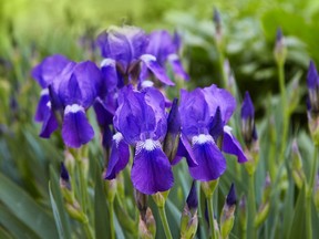 Avoid over-watering bearded irises and keep the soil a little on the dry side.