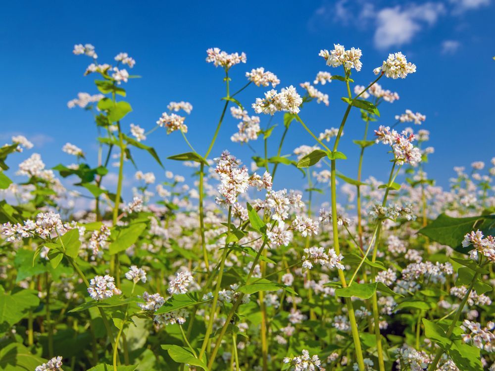 Buckwheat best bet for soil improvement The Province