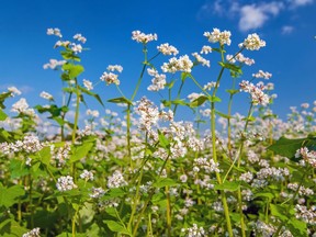 Buckwheat is fast-growing, soil-replenishing planting for this time of the year.