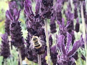 Bees are highly attracted to lavender, making it a wonderful choice for pollinator gardens.