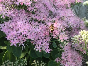 Sedums are some of the best pollinator-friendly plants.