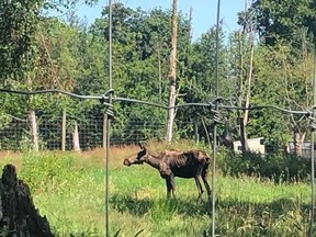 An animal advocacy group is sounding the alarm after photos of an emaciated moose at the Greater Vancouver Zoo were shared to Facebook. A visitor shared these photos of Oakleaf the moose to Facebook on July 21, 2020.