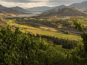 Three Okanagan wineries, including See Ya Later Ranch pictured int he file photo, are inviting couples to salvage their postponed weddings with a special one-day-only $1,999 package.