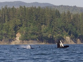 Whales swim off the West Coast Trail. In a normal year, the West Coast Trail Express would carry more than 6,000 hikers out to the trail, but the trail has been closed for 2020 due to the COVID-19 pandemic.