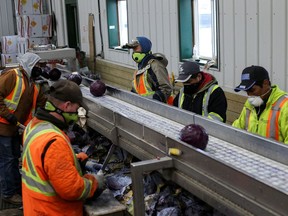 Migrant workers wear masks and practice social distancing to help slow the spread of the coronavirus disease (COVID-19) while trimming red cabbage at Mayfair Farms in Portage la Prairie, Manitoba, Canada April 28, 2020.