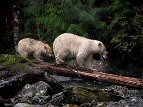 Two spirit bears fishing.