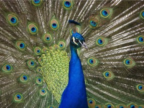 A peacock