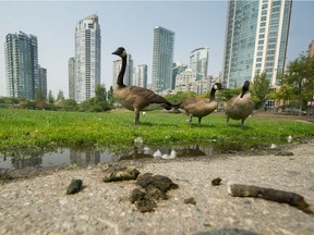 Canada geese mill about at David Lam Park in Vancouver.