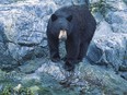This file photo shows a black bear. t's not known what type of bear bit the young girl in North Vancouver.
