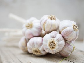 Early planting gives the garlic cloves plenty of time to develop large root systems as the soil cools over the fall and early winter.