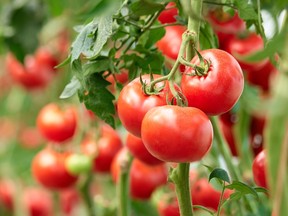 Tomato plants need warmth and sunlight, in locations well away from trees and shrubs whose roots would rob the soil of nutrients and moisture needed by the tomatoes.