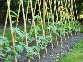 There are a few options for what to do with pole and runner beans if they develop to a stage beyond their prime.