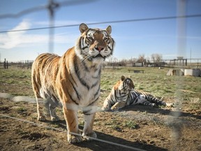 A pair of the 39 tigers rescued in 2017 from Joe Exotic's G.W. Exotic Animal Park relax at the Wild Animal Sanctuary on April 5, 2020 in Keenesburg, Colorado.