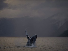 A humpback whale is seen just outside of Hartley Bay along the Great Bear Rainforest, B.C. on Sept. 17, 2013. The head veterinarian at the Ocean Wise Marine Mammal Centre and the Vancouver Aquarium says if animals are unable to forage with gear restricting either the mouth or impairing ability to dive and swim, then they will starve to death.