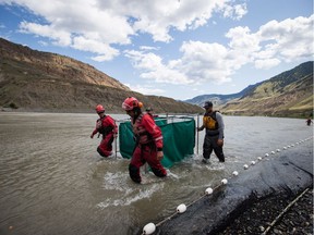 Fisheries and Oceans Canada officials and members of the B.C. Wildfire Service move salmon in a temporary holding pen on the Fraser River near Big Bar, west of Clinton, B.C., Wednesday, July 24, 2019.