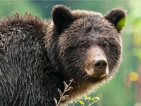 A mountain biker was airlifted to hospital after being attacked by a grizzly bear near Lillooet on Sunday.