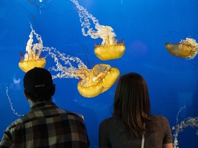 A couple look at jellyfish during a visit to the Vancouver Aquarium on Monday, the same day the facility announced a pause on public programming after Labour Day.