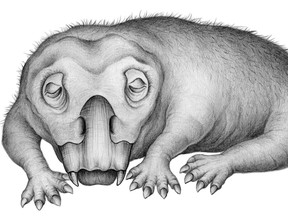 An artist’s rendition shows the Triassic Period mammal relative Lystrosaurus in a hibernation-like state, released on Aug. 27, 2020 by the University of Washington.